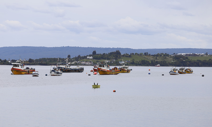 Los Lagos: desembarque de la pesca artesanal registra una caída del 36,4 % en agosto